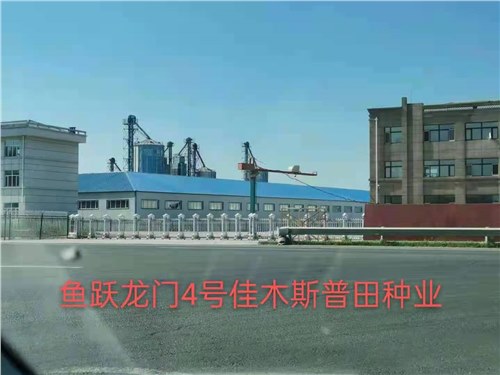 鱼跃龙门工程案例