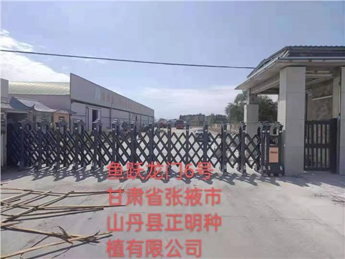 甘肃省张掖市山丹县正明种植有限公司